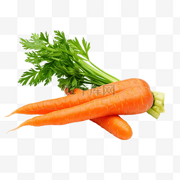 带根蔬菜图片_带叶子的橙色胡萝卜