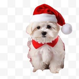 戴着圣诞老人帽子的小狗