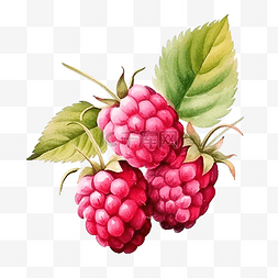 浆水果图片_水彩浆果酒莓