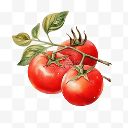 红番茄水彩风格感恩节装饰元素