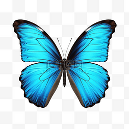 国潮白老虎图片_美丽的蝴蝶孤立形态佩莱达蓝蝴蝶