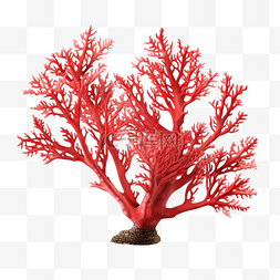 珊瑚色花图片_水下植物珊瑚枝