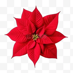 塞满礼物的圣诞袜图片_紅色一品紅花