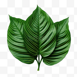 热带森林大树叶图片_Calathea utea 叶子的绿叶图案 孤立的