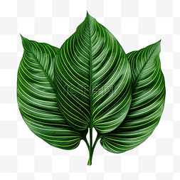 Calathea utea 叶子的绿叶图案 孤立的