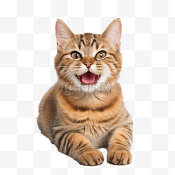 动物的毛皮图片_快乐的猫微笑的猫