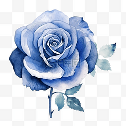 水彩蓝玫瑰