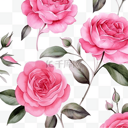 用于纸张或织物的水彩粉色英国玫