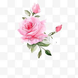粉花图片_用于纸张或织物的水彩粉色英国玫