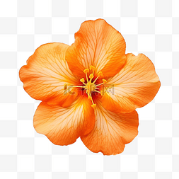 科迪亚橙花