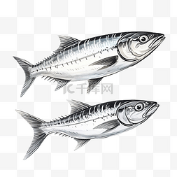 鲭鱼鱼水彩素描线条艺术