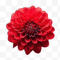 红色卡片装饰图片_孤立的红色花
