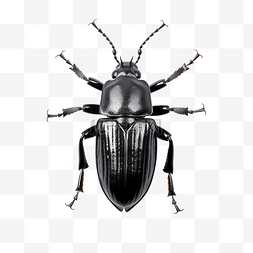 锹虫 bug 黑色