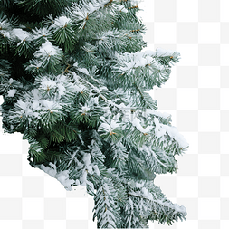 冰覆盖图片_云杉林中，绿色蓬松的圣诞树树枝