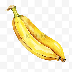 香蕉成熟图片_水彩香蕉成熟
