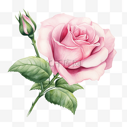 粉红浪漫花卉图片_画有叶子的粉红玫瑰花蕾，特写隔