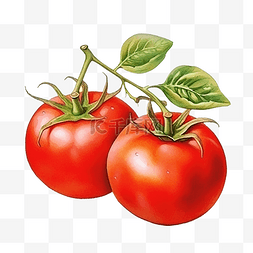 水彩番茄蔬菜