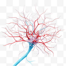 生物学细胞图片_用于生物学研究的人类感觉神经元