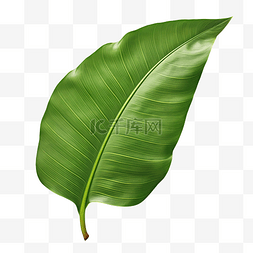 热带绿色香蕉叶png文件