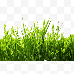 绿色稻田背景图片_绿色稻田隔离png文件