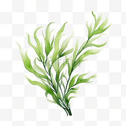 水彩海藻图片_水彩海藻绿色植物剪贴画