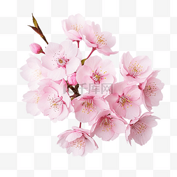 日本樱花花