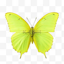美丽的蝴蝶隔离gonepteryx rhamni柠檬