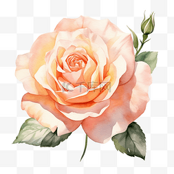 玫瑰花抽象图片_玫瑰花水彩透明度
