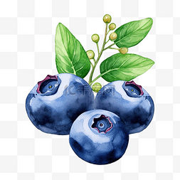 新鲜的蓝莓图片_水彩果汁蓝莓剪贴画