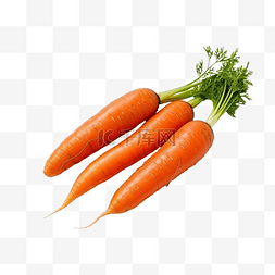 胡萝卜背景图片_两根胡萝卜分离的新鲜蔬菜收获和