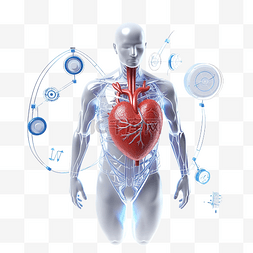 心脏3d图片_3d 人体脉搏线与人体心脏和医疗药