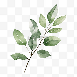 茶树枝图片_用水彩画的树叶树枝