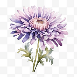 植物装饰元素图片_水彩紫苑花