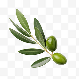 橄榄叶是地中海饮食的主食