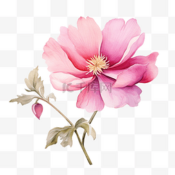蓝色百合花瓣图片_水彩粉紅色的花