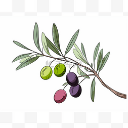 插图中有水果的树枝上的橄榄