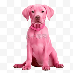 粉红色的狗