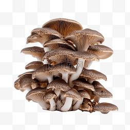 为您生活图片_蘑菇为您的装饰图像羊肚菌