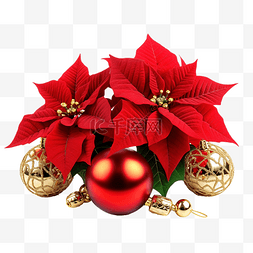 圣诞快乐框架图片_美丽的一品红与圣诞球隔离在白色