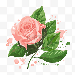 玫瑰花水滴图片_玫瑰叶 向量