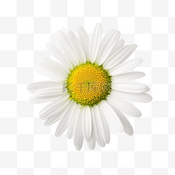 一朵白色花图片_草地上的一朵雏菊洋甘菊