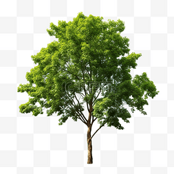 树隔离 PNG