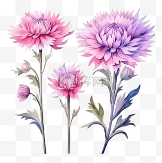 一套粉红色的花朵矢车菊水彩插图隔离在白色背景