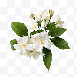 美丽的花束图片_白花 九里香花 美丽的花香