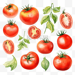 水彩番茄剪贴画