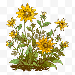 免费野花剪贴画向日葵插图与叶子