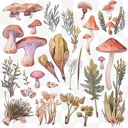 白色花组图片_白色背景上的植物蘑菇和动物植物