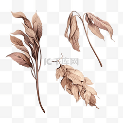 浅褐色花图片_一组枯萎的叶子枯萎的干植物或花