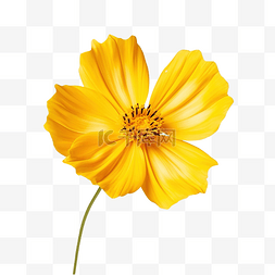 孤立的黄色波斯菊