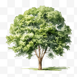 数字生态图片_树水彩插图